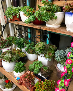 High angle view of potted plants