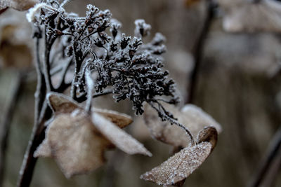 Close-up of frozen leaves on plant during winter