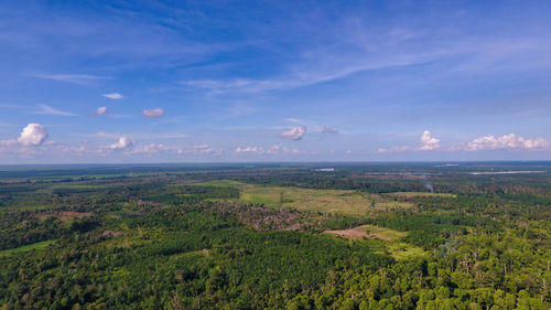 The aerial view of typical sumatra forest, located in jambi, indonesia. magical scenery forest 