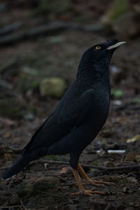 Close-up of bird perching on a field