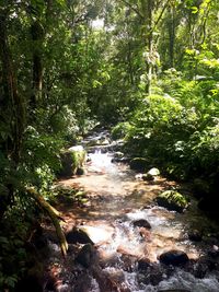 Stream amidst trees in forest