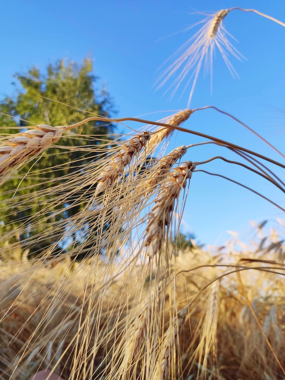 CLOSE-UP OF STALKS IN FIELD