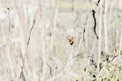 Close-up of insect on plant
