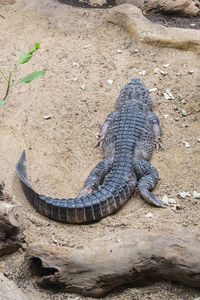 animal