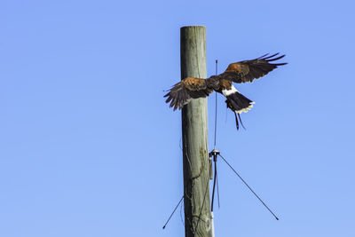 Low angle view of eagle flying against clear blue sky