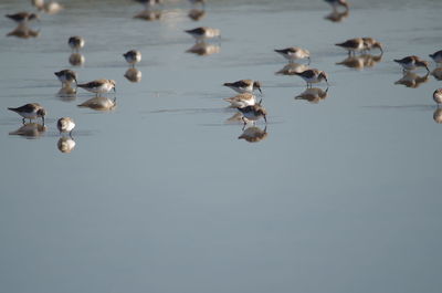 Swans swimming in lake