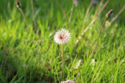 Close-up of thistle blooming in field