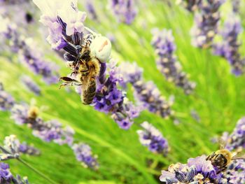 Close-up of bee on purple flower