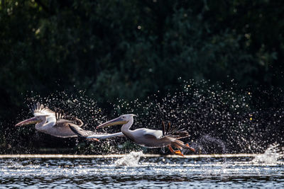 Birds flying over lake