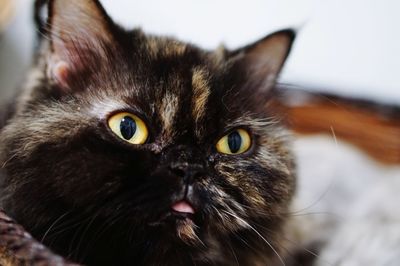 Close-up portrait of cat