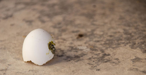 Close-up of shell on sand