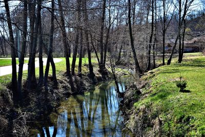 Reflection of trees in water