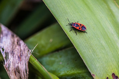 High angle view of ladybug on leaf