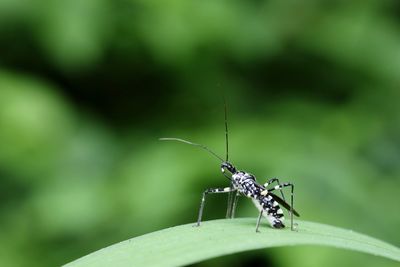 Close-up of insect