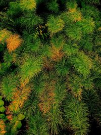 High angle view of tree on field