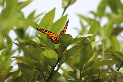 Butterfly on leaf