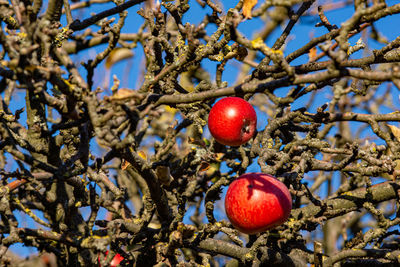 Low angle view of apples on tree