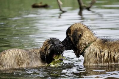 Dog swimming in lake