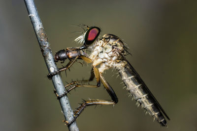 Close-up of insect