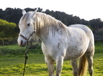 Horse standing in field