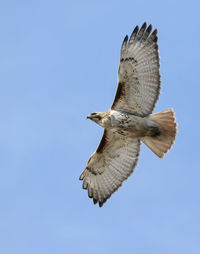 Low angle view of eagle flying against clear sky