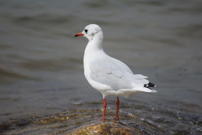 Seagull perching on a land