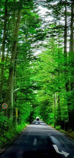 Road amidst trees in forest