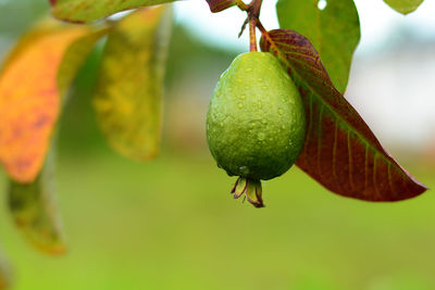 Close-up of guava on tree