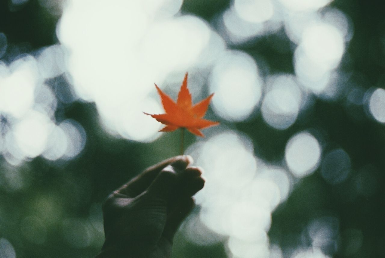 focus on foreground, flower, petal, growth, close-up, selective focus, fragility, beauty in nature, nature, leaf, red, freshness, outdoors, day, season, flower head, blooming, plant, no people, botany