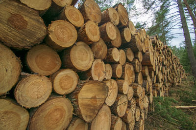 Stack of logs in forest