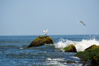 Seagull flying over sea against clear sky