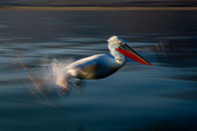 Close-up of bird in lake