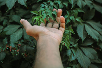 Close-up of hand touching leaves