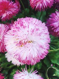 Close-up of pink flowers blooming outdoors