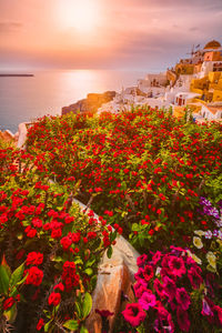 Scenic view of red flowering plants against sky during sunset