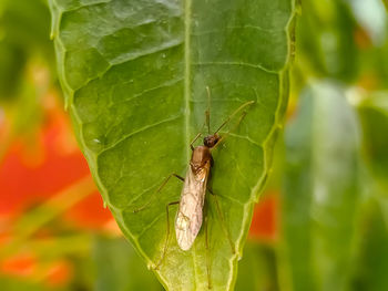 Close-up of insect on leaf