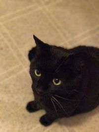 Close-up portrait of black cat