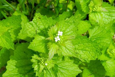 Full frame shot of white flowers