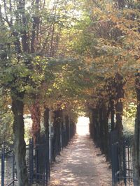 Walkway amidst trees