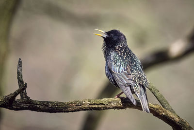 Close-up of bird perching on branch