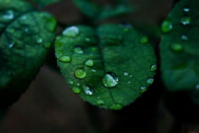 Close-up of water drops on leaves