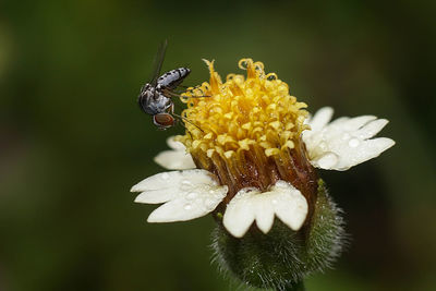 Close-up of bee pollinating on flower