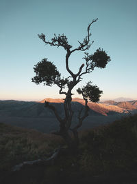 Tree on landscape against sky during sunset