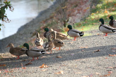 Flock of birds