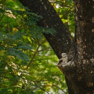 Low angle view of bird on tree trunk