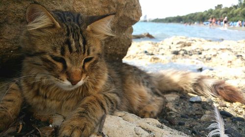 Close-up of lion relaxing on rock