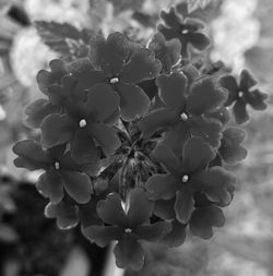 Close-up of flowers blooming outdoors