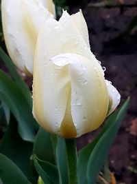 Close-up of wet flower blooming outdoors