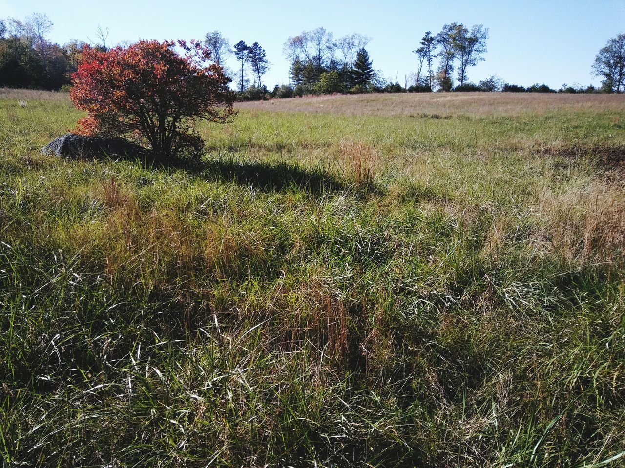 VIEW OF GRASSY FIELD AGAINST TREES