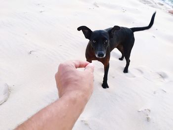 Midsection of man holding black dog